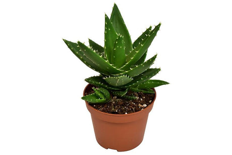Livraison plante Aloe Mitriformis h20.0cm