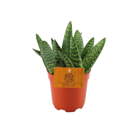 Livraison plante Aloe Paradisicum