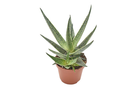 Livraison plante Aloe Riana h15.0cm