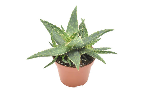 Livraison plante Aloe Thiba h15.0cm