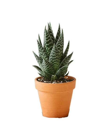 Livraison plante Aloe tikki