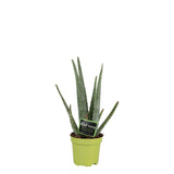 Livraison plante Aloe Vera Barbadensis