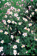Anémone Du Japon (Anemone Tomentosa) 'Robustissima'