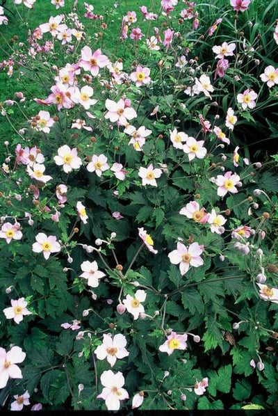 Anémone Du Japon (Anemone Tomentosa) 'Robustissima'