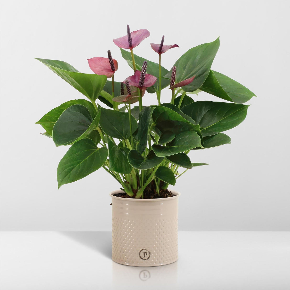 Livraison plante Anthurium andreanum Baby Purple + Pot