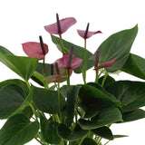 Livraison plante Anthurium andreanum Baby Purple + Pot