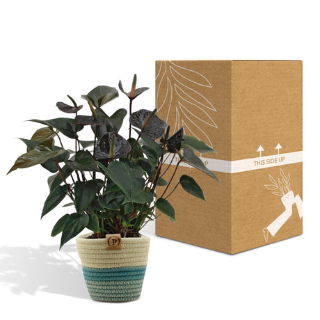 Livraison plante Anthurium andreanum Black Love + Panier