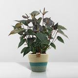 Livraison plante Anthurium andreanum Black Love + Panier