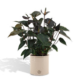 Livraison plante Anthurium andreanum Black Love + Pot