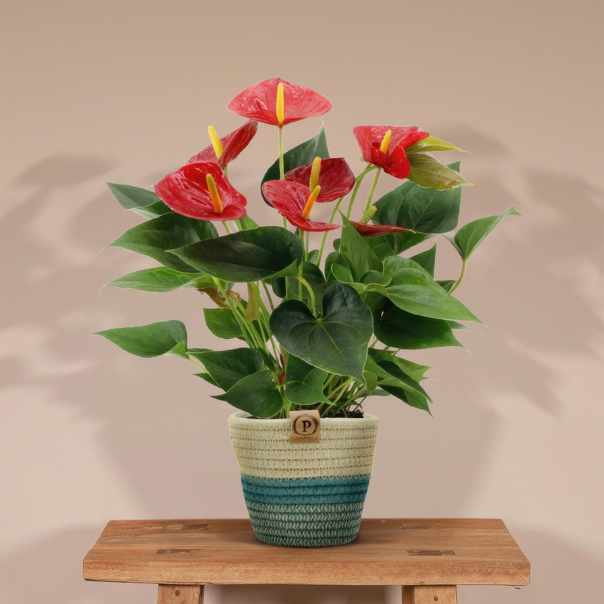 Livraison plante Anthurium andreanum Diamond Red + Panier