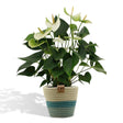 Livraison plante Anthurium andreanum Namora + Panier