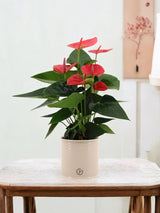 Livraison plante Anthurium andreanum Sweet Dream et son pot