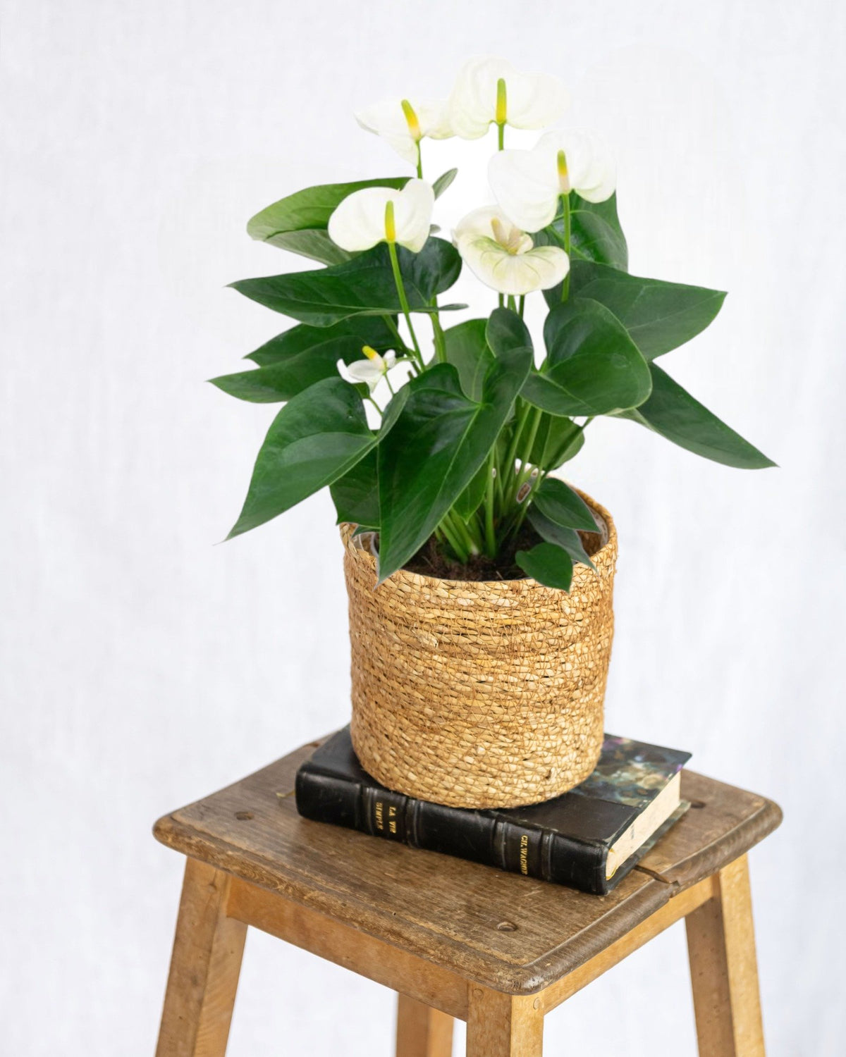 anthurium blanc Anthurium blanc