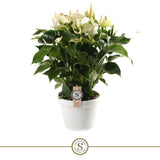 Livraison plante Anthurium fleuri blanc