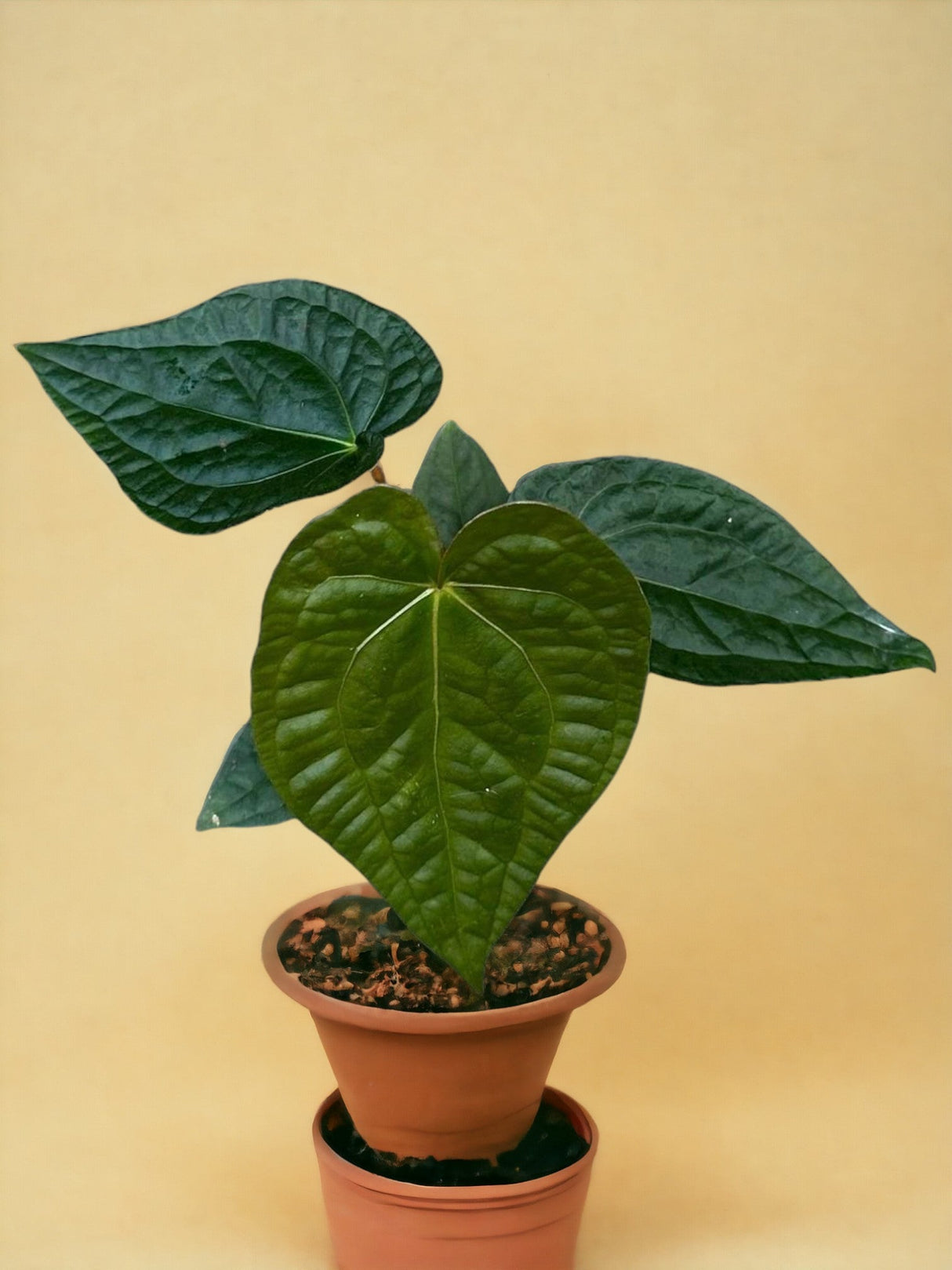 Livraison plante Anthurium Magnificum X Luxurians