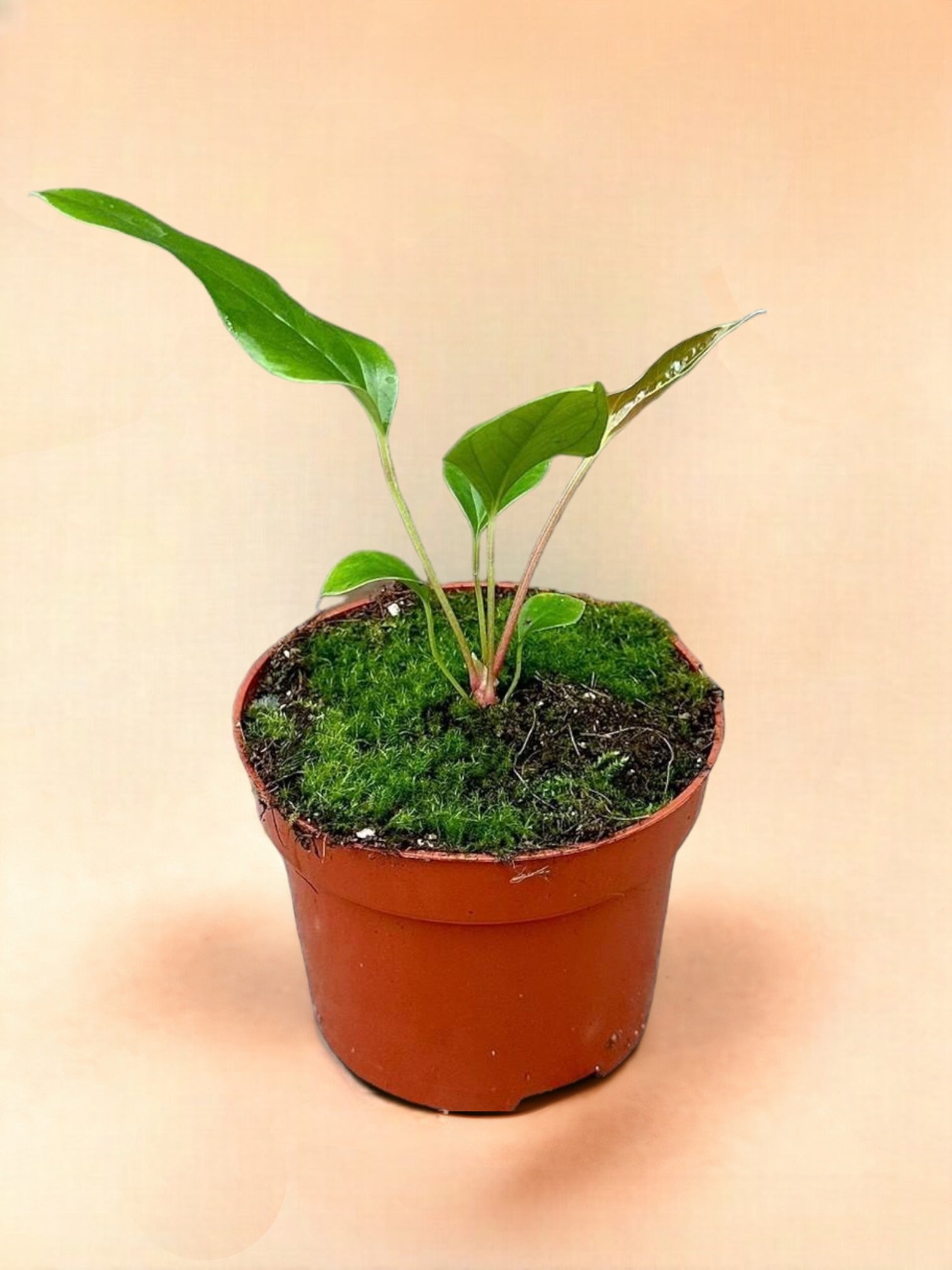 Anthurium Pedatum X Pedatum | Feuillage Spectaculaire