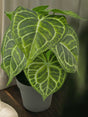 Livraison plante Anthurium - Plante verte artificielle