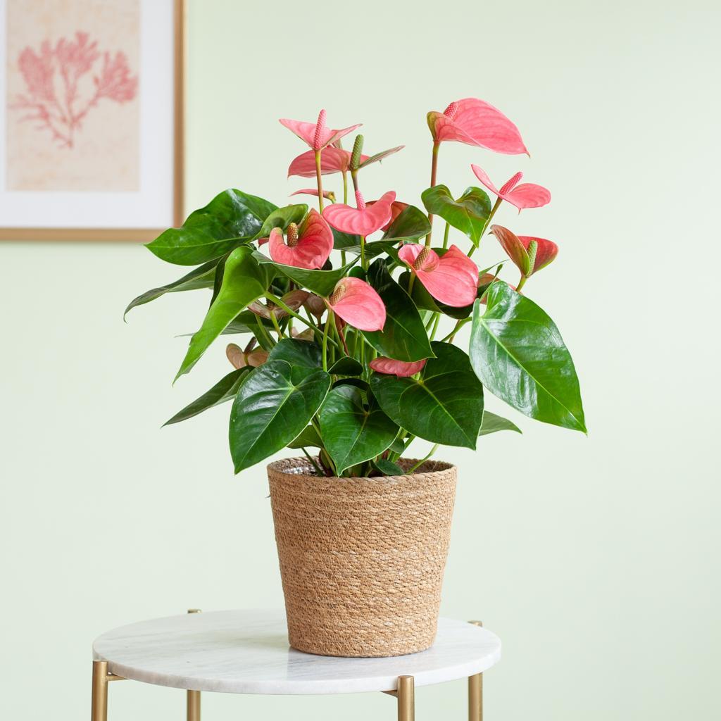 anthurium rose Anthurium Rose