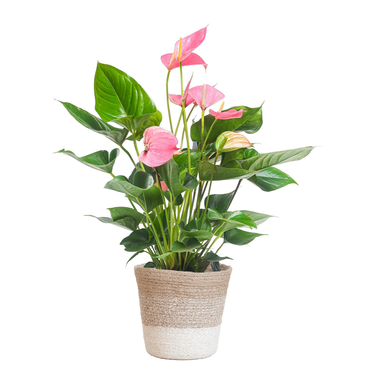 Livraison plante Anthurium Rose et son pot