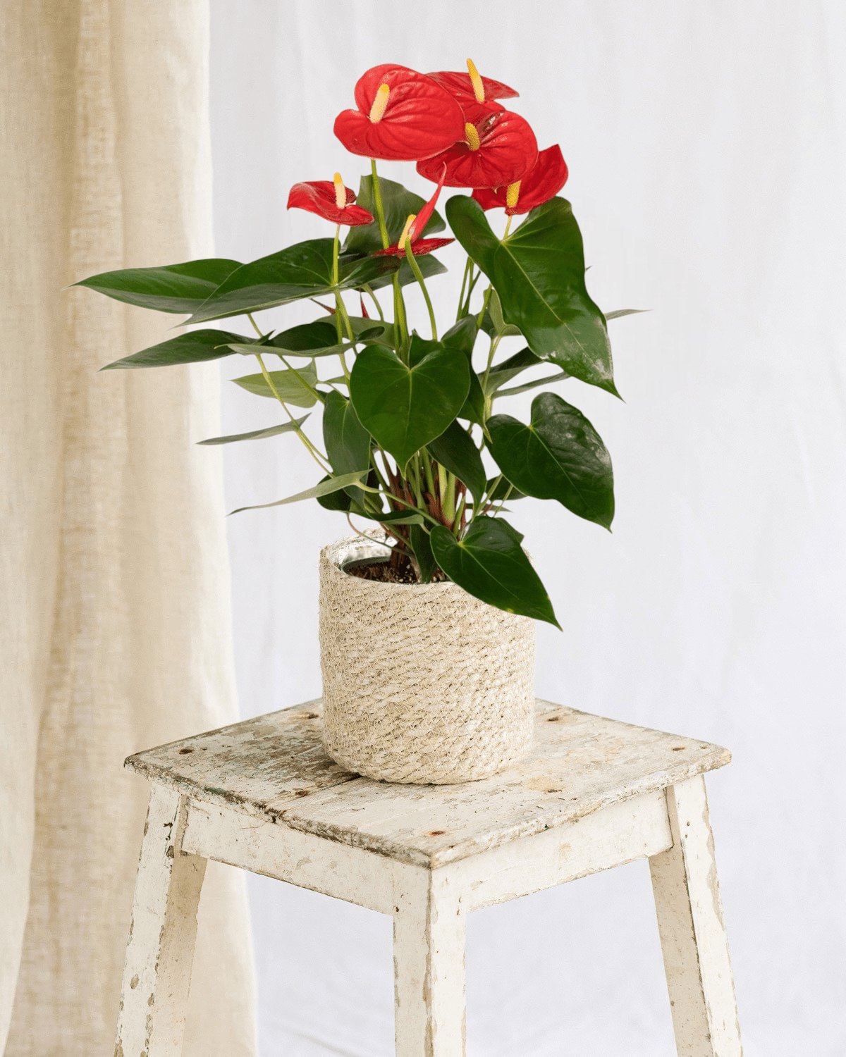 Livraison plante Anthurium Rouge
