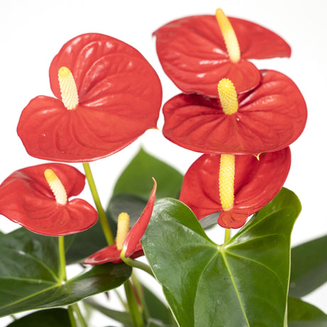 Livraison plante Anthurium Rouge