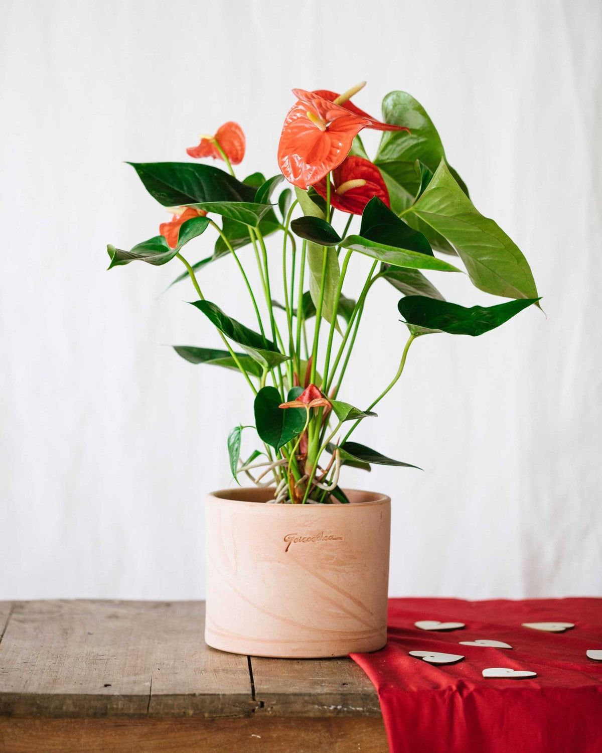 anthurium rouge Anthurium Rouge