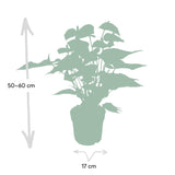Livraison plante Anthurium Rouge h55cm