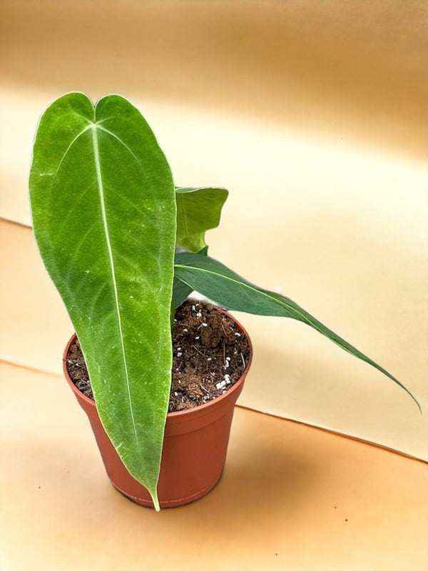 Livraison plante Anthurium Warocqueanum X Waterburyanum