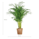 Livraison plante Areca Palm XL et son pot