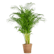 Livraison plante Areca Palm XL et son pot