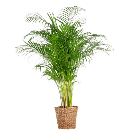 Livraison plante Areca Palm XL et son pot