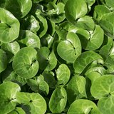 Livraison plante Asaret