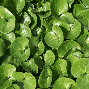 Livraison plante Asaret