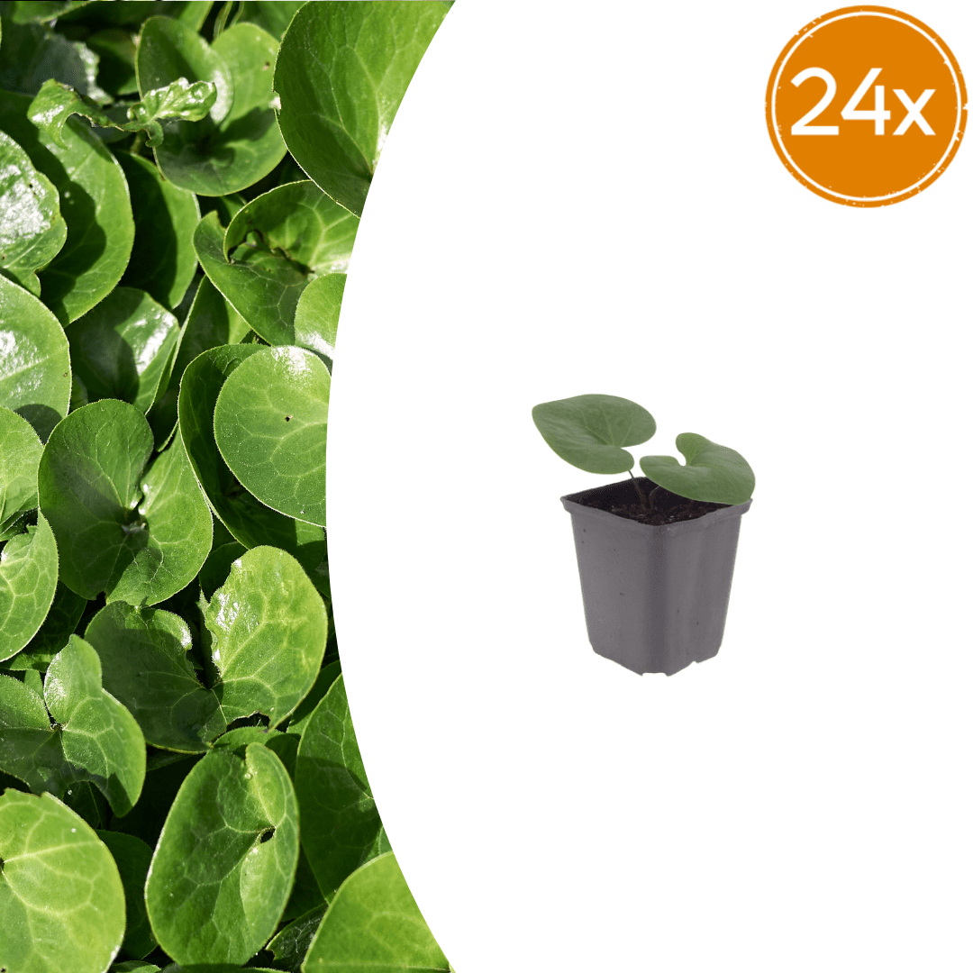Livraison plante Asaret