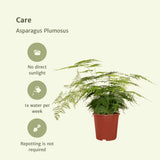Livraison plante Asparagus Plumosus h45cm