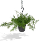 Livraison plante Asparagus Sprengeri Hang h35cm