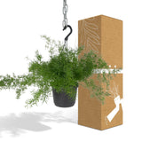 Livraison plante Asparagus Sprengeri Hang h35cm