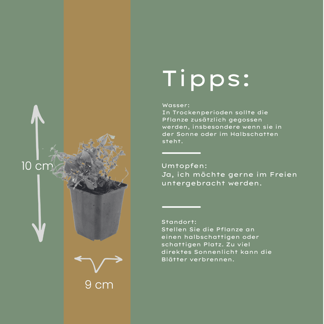 Livraison plante Aspérule odorante