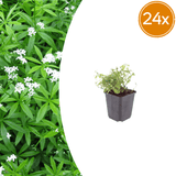 Livraison plante Aspérule odorante