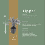 Livraison plante Asplenium