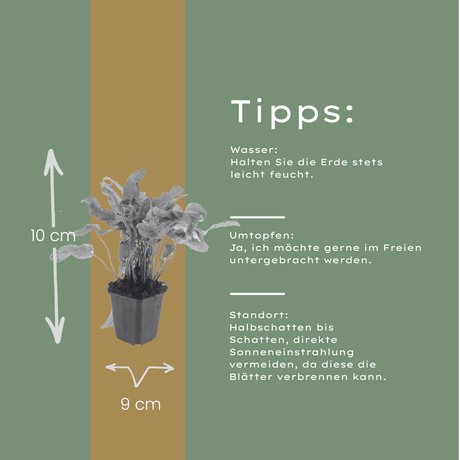 Livraison plante Asplenium