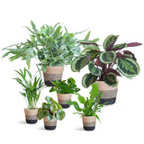 Livraison plante Assortiment de 6 plantes Pet's Friendly + Panier