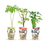Livraison plante Assortiment fruitier – Lot de 3 – Pot 9 cm