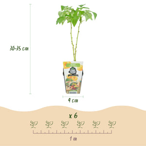 Livraison plante Assortiment fruitier – Lot de 3 – Pot 9 cm