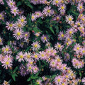 Aster Du Japon (Aster ageratoides) 'Asran'