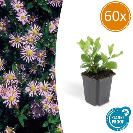 Livraison plante Aster du Japon 'Asran'