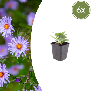 Livraison plante Aster frikarti