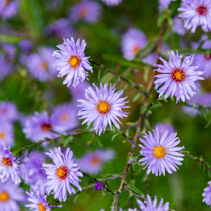 Livraison plante Aster frikarti