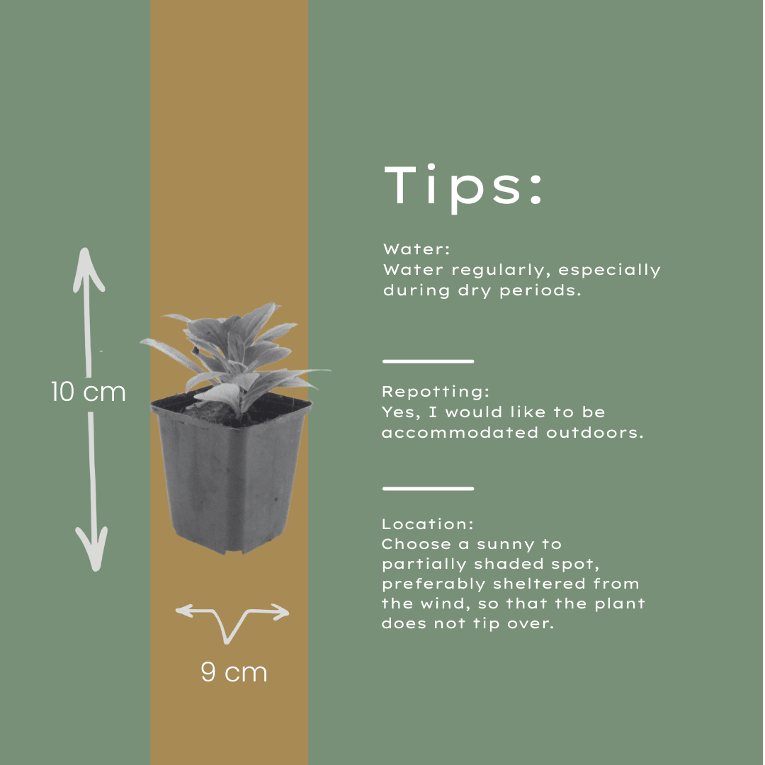 Livraison plante Aster frikarti