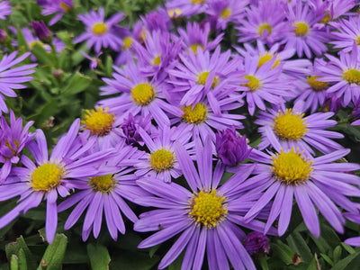 Aster Nain D'Automne (Aster dumosus) 'Prof. Anton Kippenberg'